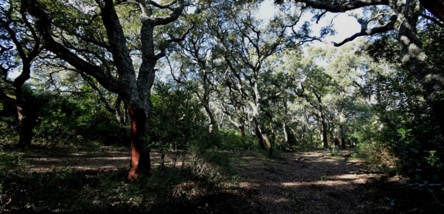 80 M2 Refurbished Farmhouse With 13 Ha Land in Calangianus, 30 Km from Olbia,north East Sardinia