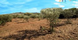 Superb Unfinished Rural Villas With 3,4 Ha for Sale Near Olbia, North Sardinia