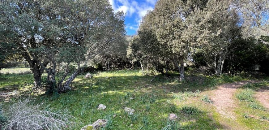 Traditional Farmhouse for Sale in Telti, Near Olbia, North Sardinia