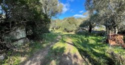 Traditional Farmhouse for Sale in Telti, Near Olbia, North Sardinia