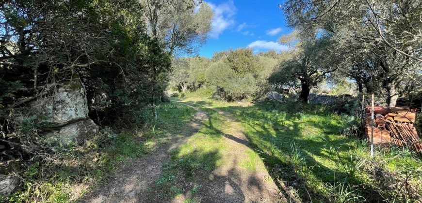 Traditional Farmhouse for Sale in Telti, Near Olbia, North Sardinia