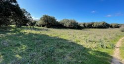 Traditional Farmhouse for Sale in Telti, Near Olbia, North Sardinia