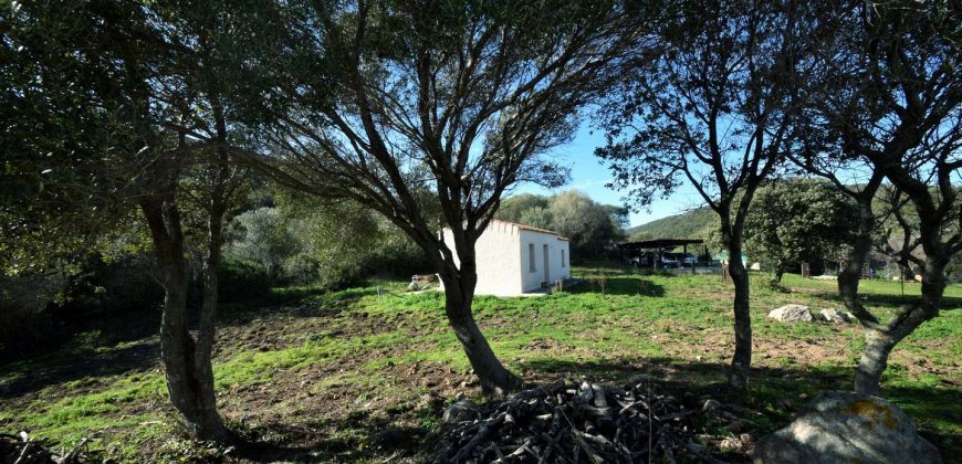 Traditional 14 Ha Land and Farmhouse for Sale in Luogosanto 30 Km from Porto Cervo