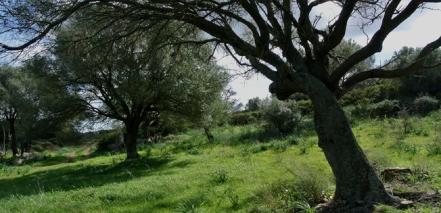 Fabolous 6 Ha Land and 130 M2 Farmhouse for Sale in Arzachena 17 Km from Porto Cervo