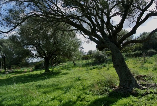 Fabolous 6 Ha Land and 130 M2 Farmhouse for Sale in Arzachena 17 Km from Porto Cervo