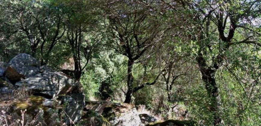 3,6 Ha Land and 280 M2 Farmhouse for Sale in Medieval Luogosanto, 20 Km from the Sea, North  Sardinia