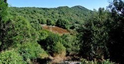 3,6 Ha Land and 280 M2 Farmhouse for Sale in Medieval Luogosanto, 20 Km from the Sea, North  Sardinia