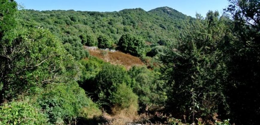 3,6 Ha Land and 280 M2 Farmhouse for Sale in Medieval Luogosanto, 20 Km from the Sea, North  Sardinia