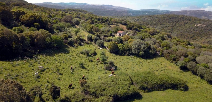 Fabolous 2,3 Ha Land and 350 M2 Farmhouse for Sale in Luogosanto 20 Km from the Beach, North East Sardinia