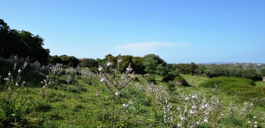 Fabolous 2,3 Ha Land and 350 M2 Farmhouse for Sale in Luogosanto 20 Km from the Beach, North East Sardinia