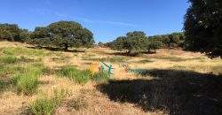 Fabolous 10 Ha Land and 86 M2 Farmhouse for Sale in Luogosanto 23 Km from Arzachena North Sardinia