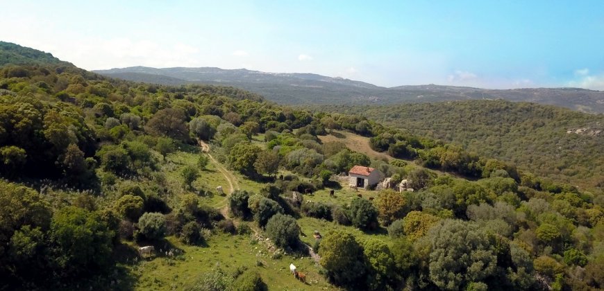 Fabolous 2,3 Ha Land and 350 M2 Farmhouse for Sale in Luogosanto 20 Km from the Beach, North East Sardinia