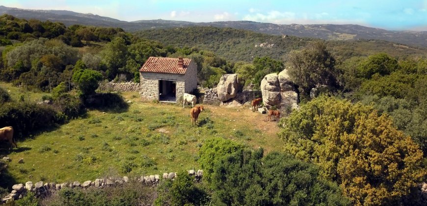 Fabolous 2,3 Ha Land and 350 M2 Farmhouse for Sale in Luogosanto 20 Km from the Beach, North East Sardinia