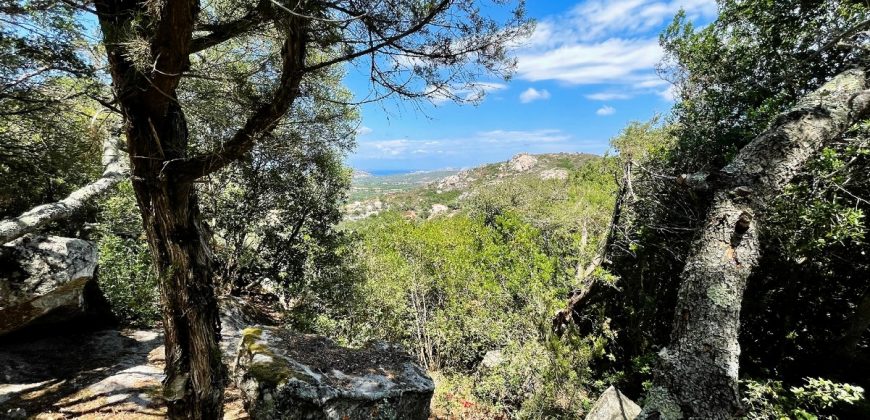 Fabulous Sardinia Villas For Sale Near Palau Cannigione Ref Lignamu