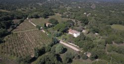 Vineyard And Farmstead For Sale In Sardinia