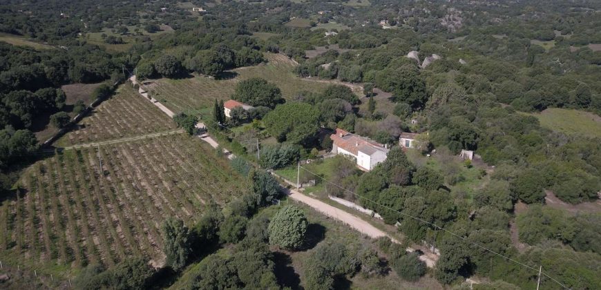 Vineyard And Farmstead For Sale In Sardinia