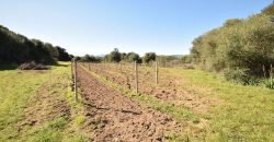 Vineyard And Farmstead For Sale In Sardinia