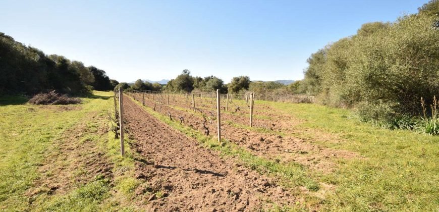 Vineyard And Farmstead For Sale In Sardinia