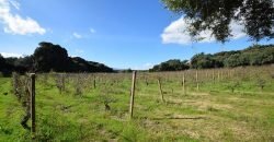 Vineyard And Farmstead For Sale In Sardinia