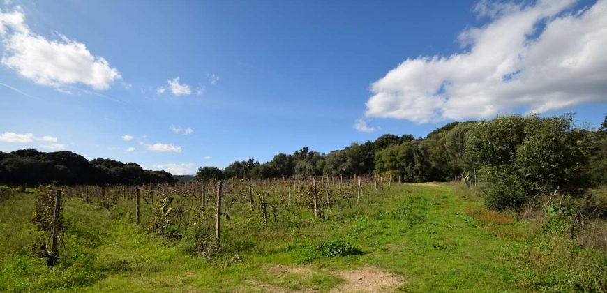 Vineyard And Farmstead For Sale In Sardinia