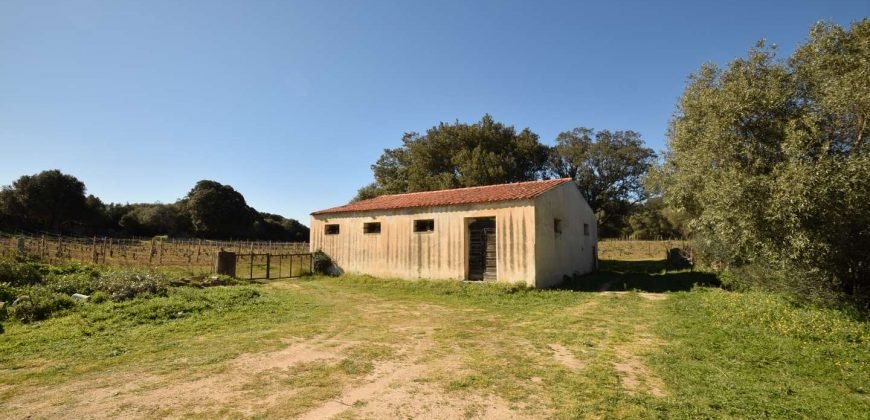 Vineyard And Farmstead For Sale In Sardinia