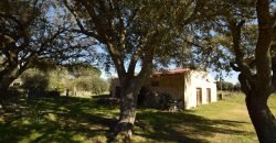 Vineyard And Farmstead For Sale In Sardinia