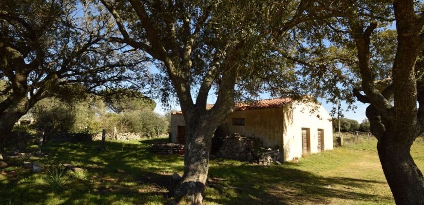 Vineyard And Farmstead For Sale In Sardinia