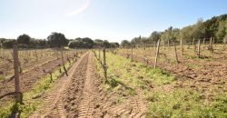 Vineyard And Farmstead For Sale In Sardinia