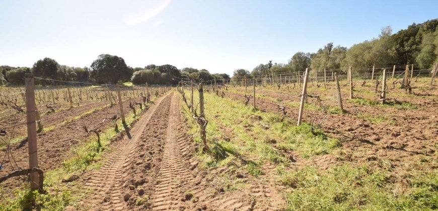 Vineyard And Farmstead For Sale In Sardinia