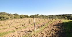 Vineyard And Farmstead For Sale In Sardinia