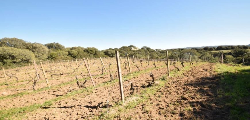 Vineyard And Farmstead For Sale In Sardinia