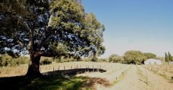 Vineyard And Farmstead For Sale In Sardinia