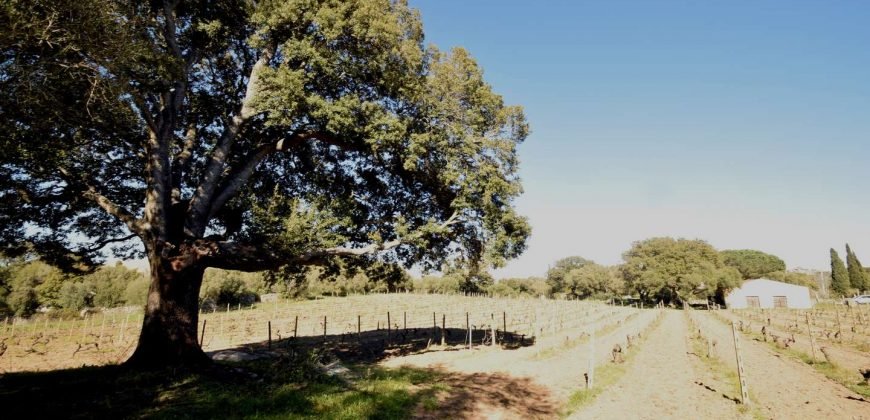 Vineyard And Farmstead For Sale In Sardinia