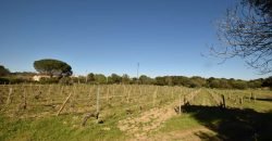 Vineyard And Farmstead For Sale In Sardinia