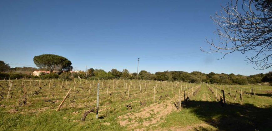 Vineyard And Farmstead For Sale In Sardinia