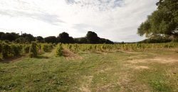 Vineyard And Farmstead For Sale In Sardinia