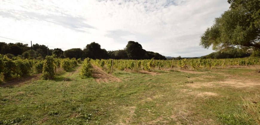 Vineyard And Farmstead For Sale In Sardinia