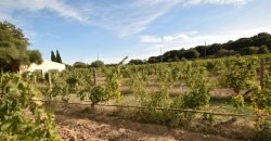 Vineyard And Farmstead For Sale In Sardinia