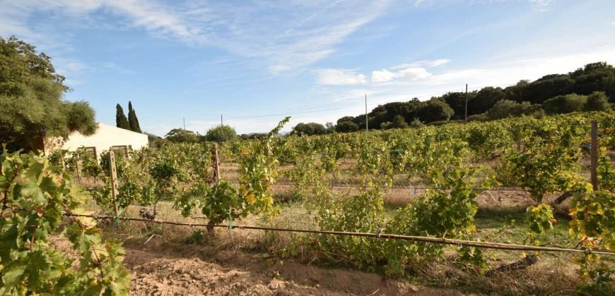 Vineyard And Farmstead For Sale In Sardinia