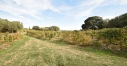 Vineyard And Farmstead For Sale In Sardinia