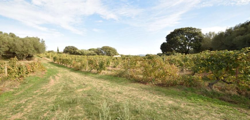 Vineyard And Farmstead For Sale In Sardinia