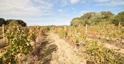 Vineyard And Farmstead For Sale In Sardinia