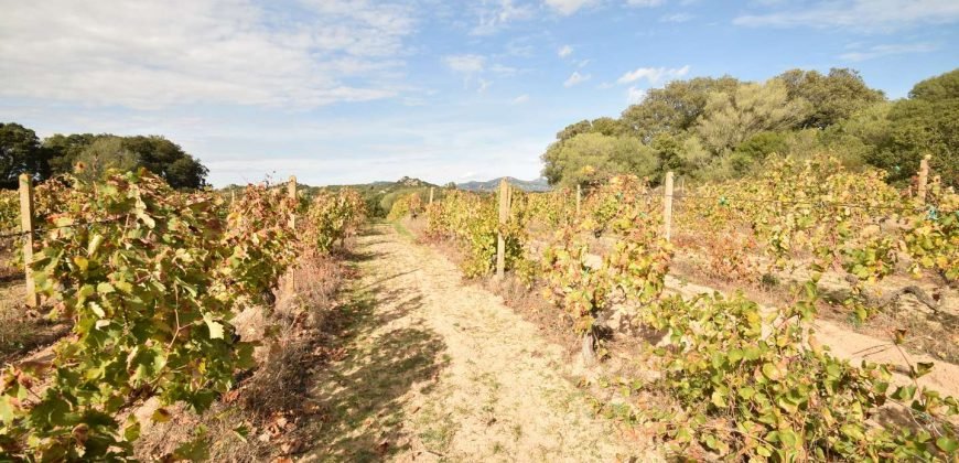 Vineyard And Farmstead For Sale In Sardinia