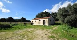 Vineyard And Farmstead For Sale In Sardinia