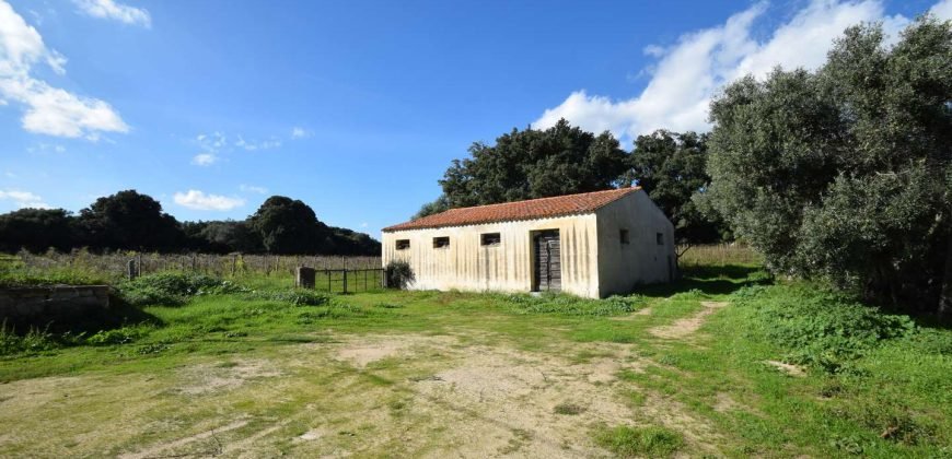 Vineyard And Farmstead For Sale In Sardinia