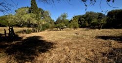 Vineyard And Farmstead For Sale In Sardinia