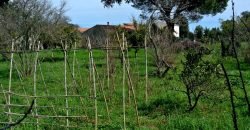 Vineyard And Farmstead For Sale In Sardinia