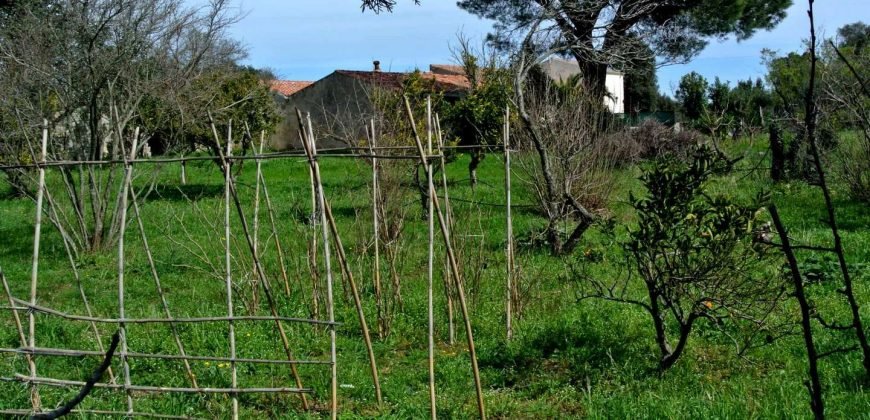 Vineyard And Farmstead For Sale In Sardinia