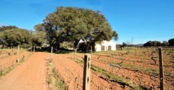 Vineyard And Farmstead For Sale In Sardinia