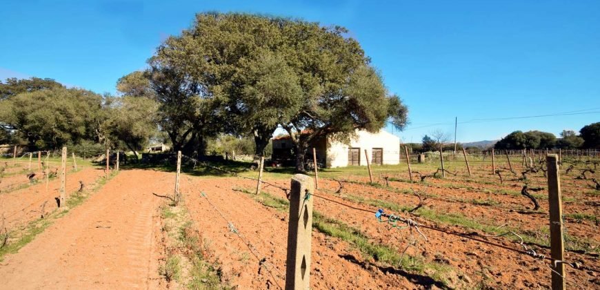 Vineyard And Farmstead For Sale In Sardinia